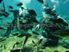 Discover Scuba Diving in Cyprus. Begin the adventure today